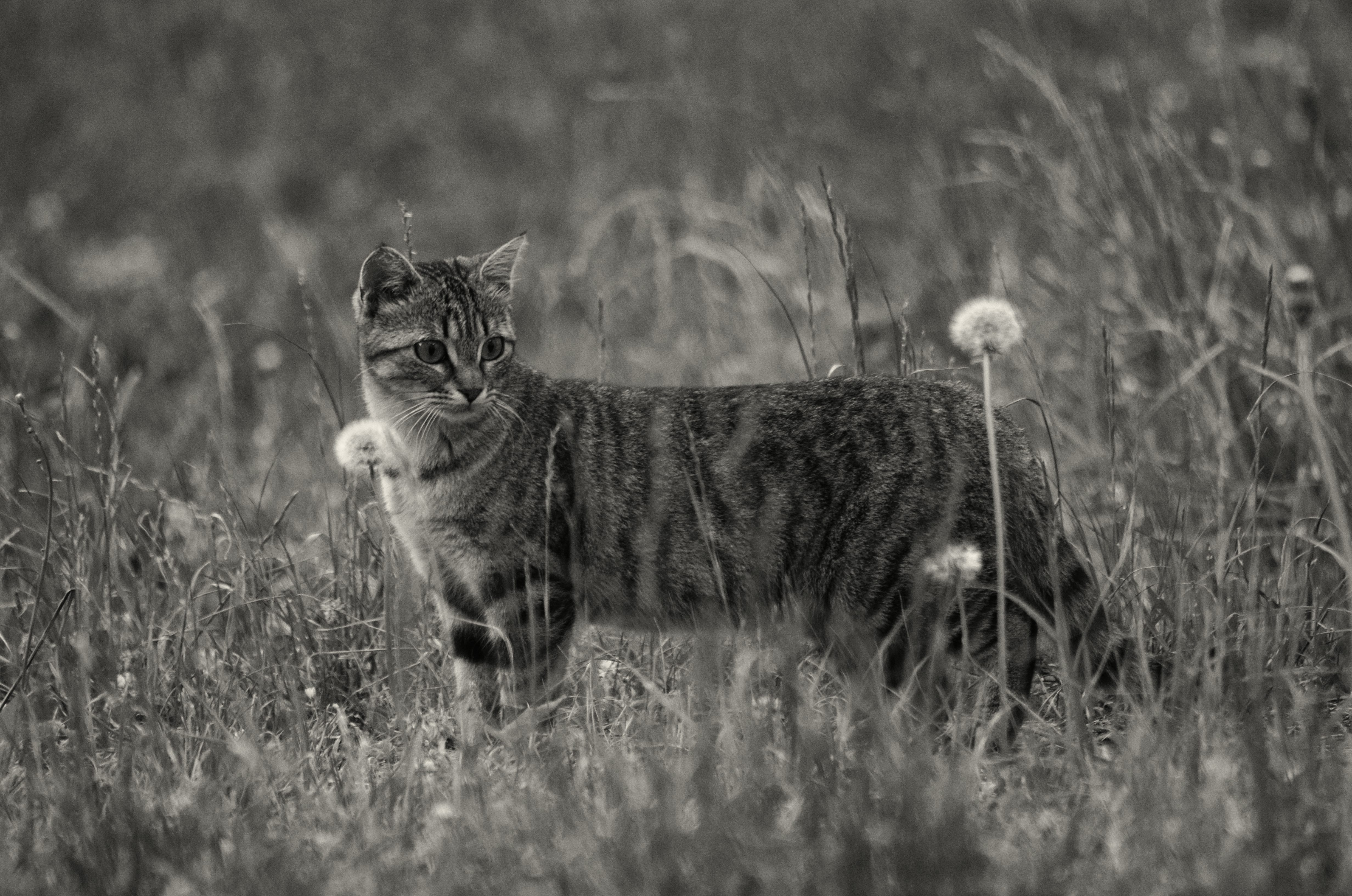 grayscale image of a cat standing on a grass field